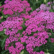 Krwawnik pospolity różowy bylina wieloletnia sadzonka 