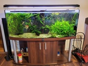 Zestaw akwarium 450l, CO2 + flora i fauna
