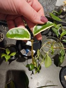 Hoya krimson queen ukorzeniona 
