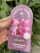 Rododendron Olympia kolekcjonerski pachnące kwiaty