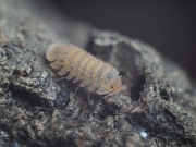 Ekipa sprzątająca do terrarium isopody Cristarmadillidium muricatum