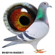 Samica Oryg. Team Schlief Stiens 100 % Leo Heremans córka Boltje 