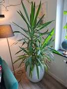 Yucca elephantipes  Jukka gwatemalska 180cm  + donica
