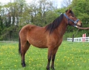 Klacz huculska 3 lata