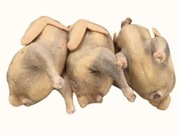 Tuszka Perliczki, wiejska, na własnej paszy 