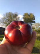 Blue Beauty pomidor kolekcjonerski