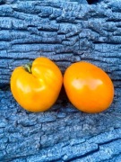 Japanese yellow / Pomidor Kolekcjonerski 15