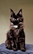 Maine coon, piękna czarna kotka