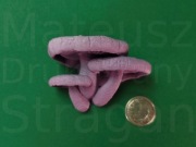 Magnes Grzyb Twardnik Japoński Szarofioletowy Druk 3D