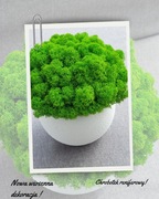 Donica z chrobotkiem 