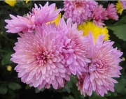 Chryzantema wysoka zimująca 