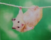 Haft diamentowy 30x40 chomik obraz na ramie