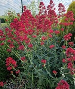 Ostrogowiec czerwony