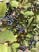 Kalina kwitnąca zimą. Roślina z owocami 80 cm