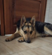 Luna - towarzyska, łagodna dwulatka szuka domu. Pies, Adopcja, za darmo.