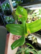 philodendron florida beauty variegata regres-cięty szczyt z uszkodzeniami