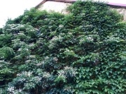 Hortensja pnąca - sadzonki