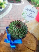 SUKULENTY Sadzonki kwiaty rośliny Podziękowania dla gości Las w słoiku