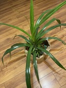 Pandan kwiat doniczkowy