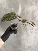 cissus discolor do terrarium