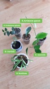 Zestaw hoya hoja ze zdjęcia 5 sztuk krohniana curtisii krimson queen kentia