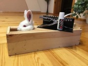 Skrzynka do tatuowania królików; standard-young