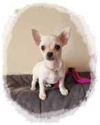 Chihuahua kremowo biały piesek Aramis