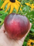 STRAWBERRY SERGEANT nasiona Pomidor Kolekcjonerski