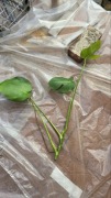 Monstera deliciosa (dziurawa)