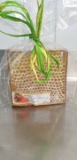 Miód sekcyjny w ramce 375g