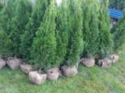 Tuja Smaragd 160-170 cm (szmaragd Kraków) 