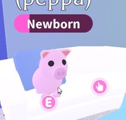 Adopt Me Roblox R pig