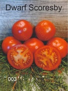 003-Dwarf Scoresby. Pomidory kolekcjonerskie.