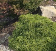 Cyprysik groszkowy Filifera Nana