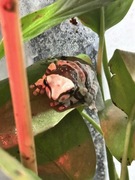 Rzekotka żabia (Trachycephalus resinifictrix)