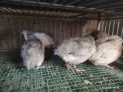 Przepiórki Popielate 18 sztuk 