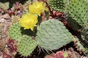 Opuncja mrozoodporna kwiat żółty -25°C kaktus ogrody ze zdjęcia nr 2