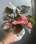 Syngonium Strawberry Ice