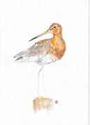 RYCYK autorska akwarela A4