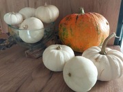 Białe Dynie Ozdobne