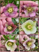 Ciemiernik hybr. dwupędowy (sadzonka z gruntu, miks kolorów) / Helleborus