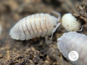 Isopody, prosionki, Armadillidium pallasii Corfu