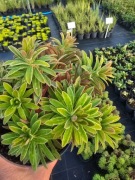 Wilczomlecz 'Ascot Rainbow '