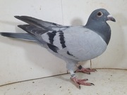 Samiec Roeper x Marien Linia SUper lotników pod WG 