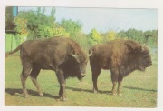 pocztówka nieobiegowa - żubry - Ogród Zoologiczny w Bukareszcie - Rumunia
