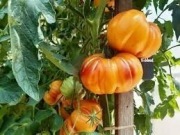 ZAPOTEC ANANAS RIBBED Pomidor Ananas