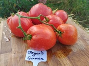 OLEYAR'S GERMAN nasiona Pomidor Kolekcjonerski