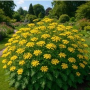 Wrotycz sadzonki najlepszy odstraszacz Kleszczy, pasożytów, komarów...