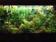 Roślinki do akwarium , zestaw 18 szt.