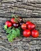 Dwarf Little Red Convetto Pomidor Kolekcjonerski 